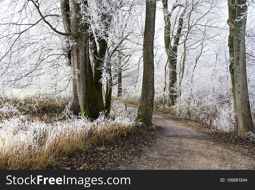 Tree, Woodland, Path, Woody Plant