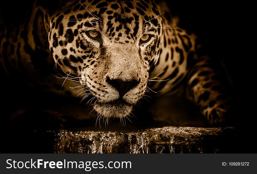 Wildlife, Jaguar, Leopard, Mammal
