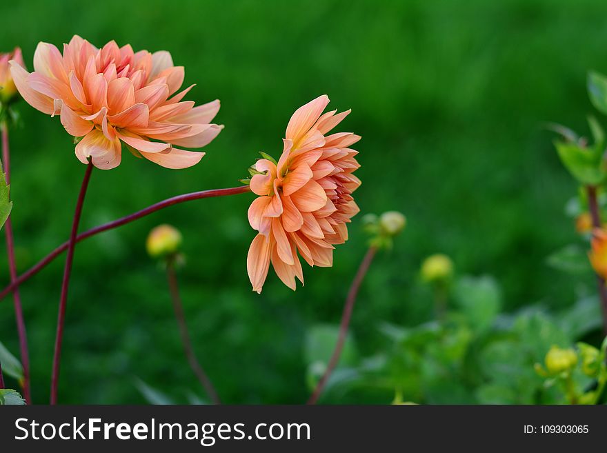 Flower, Plant, Flowering Plant, Daisy Family