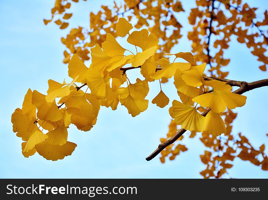 Yellow, Maidenhair Tree, Flora, Tree