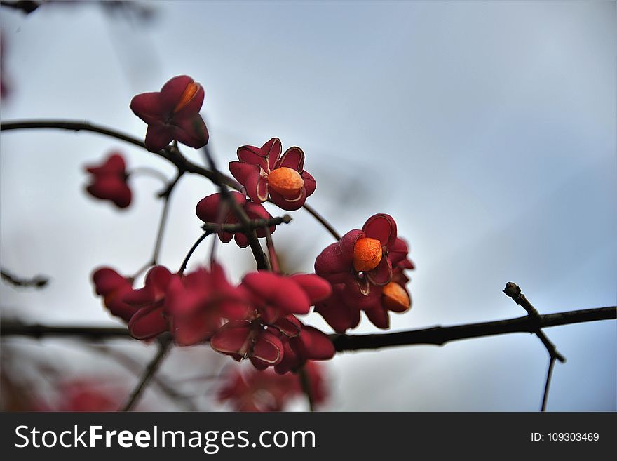 Red, Blossom, Branch, Flora