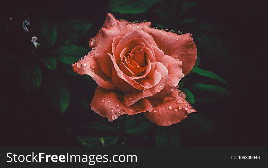 Red Rose Flower in Closeup Photography