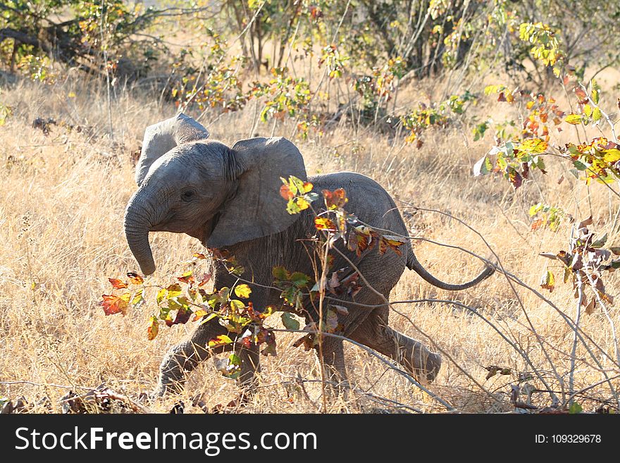 Elephants And Mammoths, Elephant, Indian Elephant, Mammal