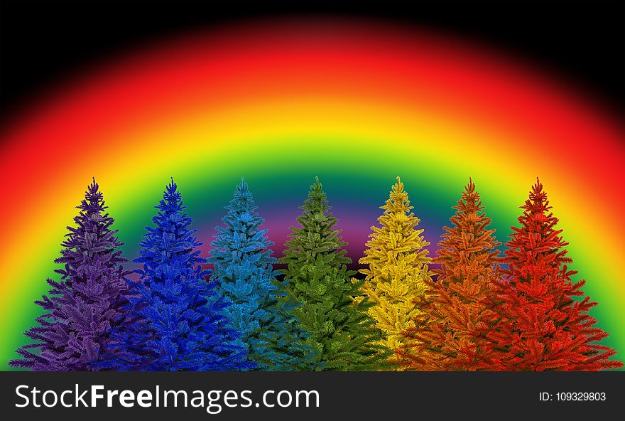 Rainbow, Sky, Tree, Fir