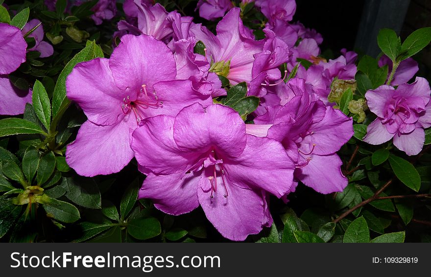 Flower, Plant, Woody Plant, Flowering Plant