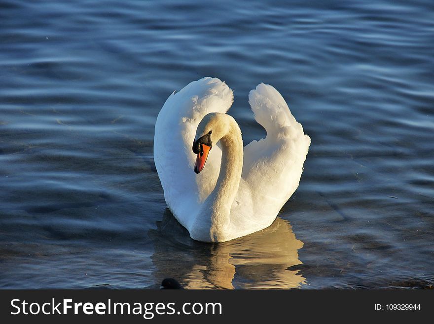 Swan, Bird, Water Bird, Water