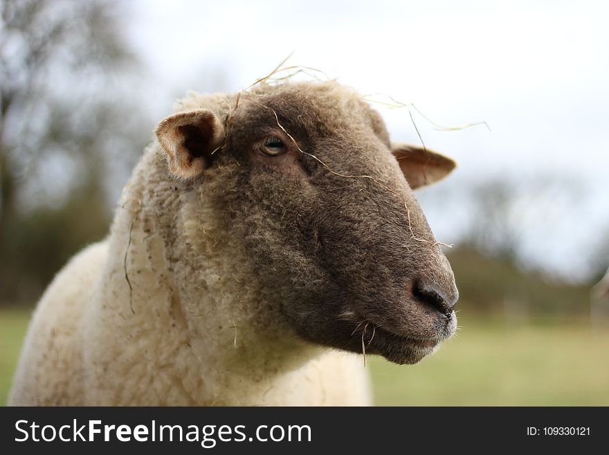 Sheep, Cow Goat Family, Horn, Fauna
