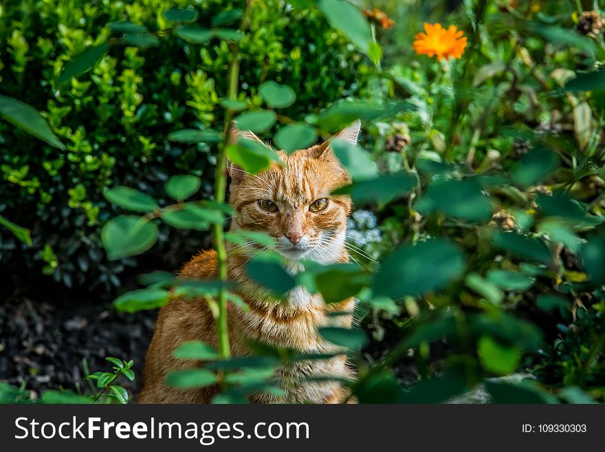 Fauna, Small To Medium Sized Cats, Vegetation, Cat
