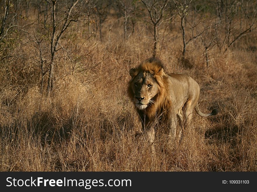 Wildlife, Lion, Grassland, Wilderness