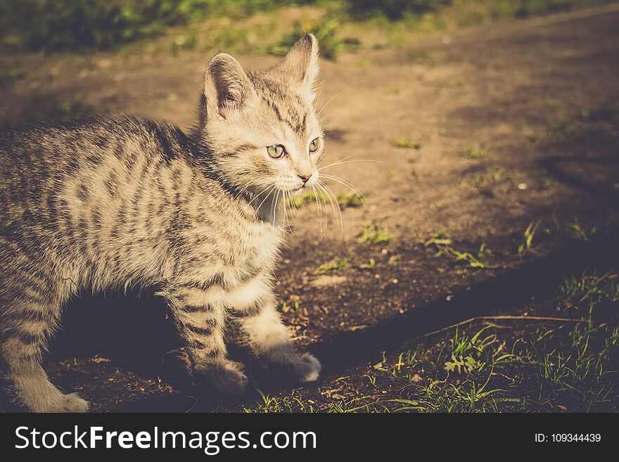 Cute grey striped kitten playing outdoor at the sunny day, vintage. Cute grey striped kitten playing outdoor at the sunny day, vintage.