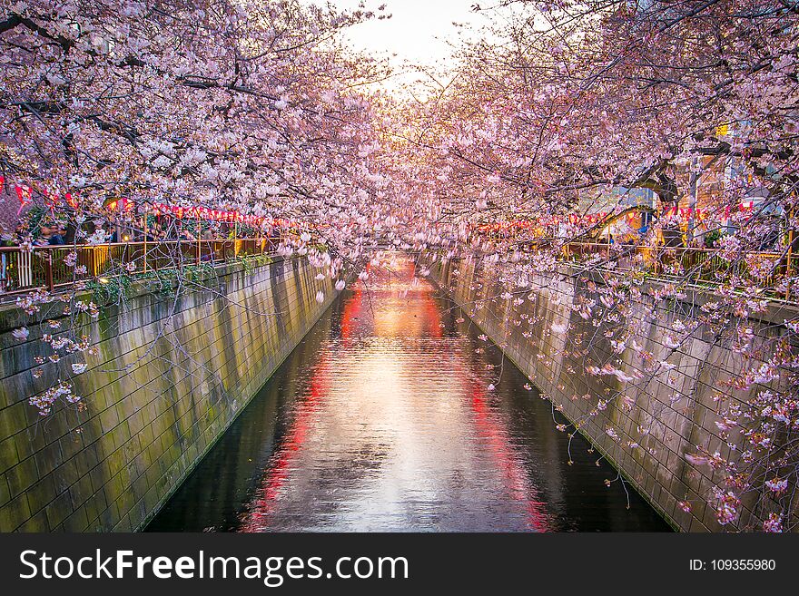 Cherry blossom at Meguro Canal in Tokyo, Japan