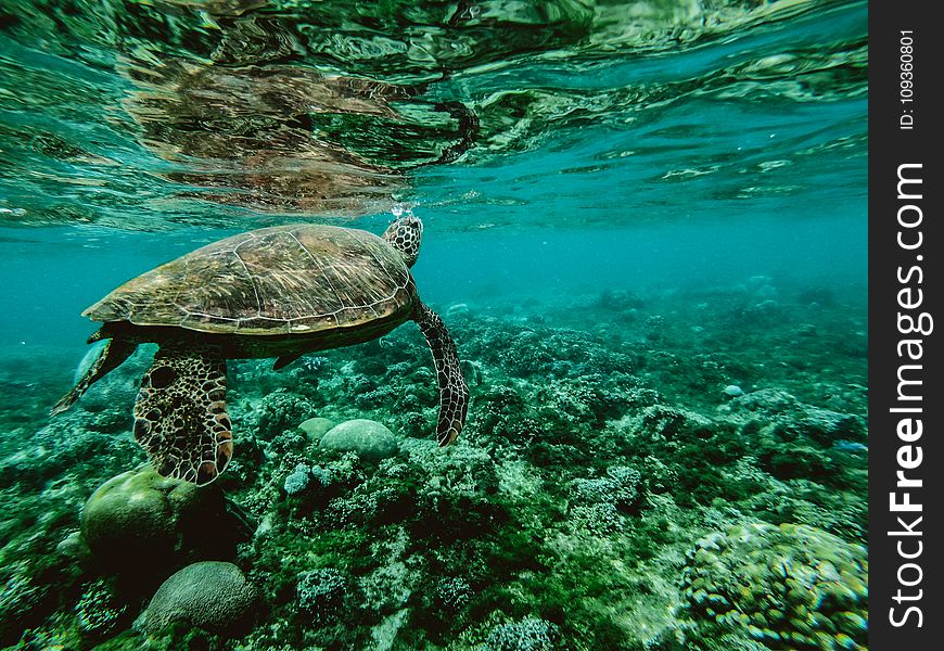 Photo of a Turtle Underwater