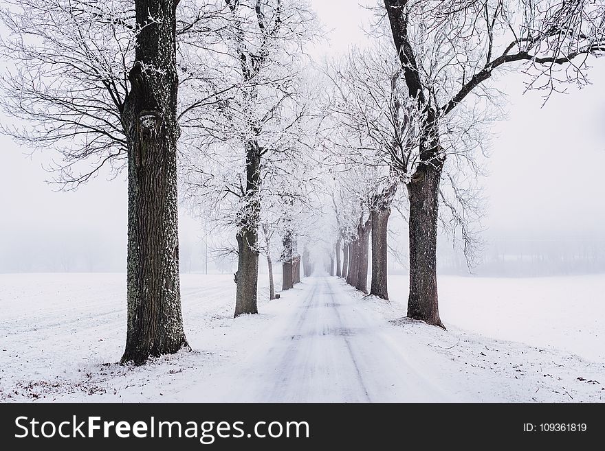 Snowy Pathway Surrounded by Bare Tree