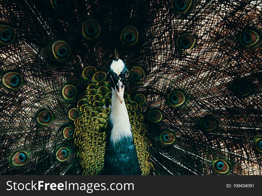 Male Peacock Photography