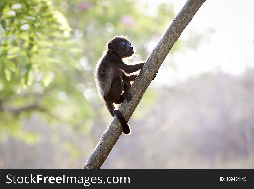 Closeup Photo of Brown Baby Monkey