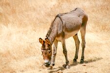 Skiny Donkey Under The Sun At The Fields A Hot Day Royalty Free Stock Image