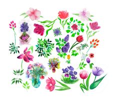 Set Of Watercolor Painted Floral And Herbal Elements. Royalty Free Stock Image