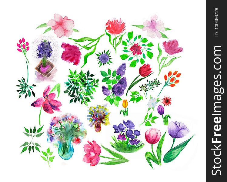 Set of watercolor painted floral and herbal elements.