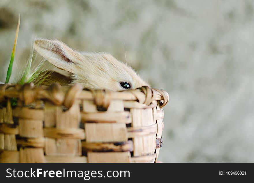 Rabbit in wooden basket in the sun with unfocused natural background. Frontal Plan closely. Rabbit in wooden basket in the sun with unfocused natural background. Frontal Plan closely.