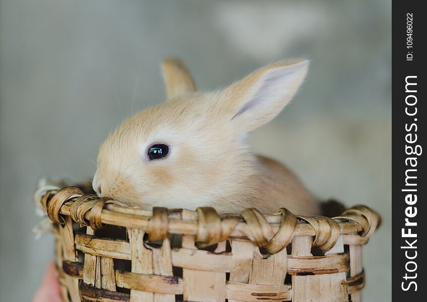 Small candy colored rabbit in wooden basket in the sun with defocused natural background.