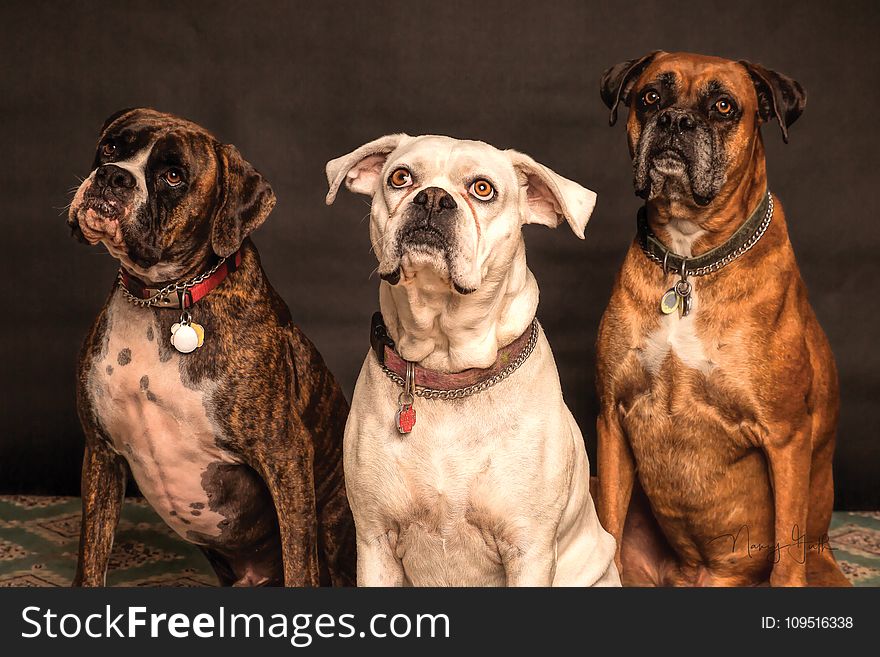 Photography of Three Dogs Looking Up