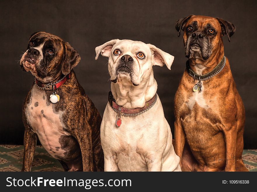 Photography Of Three Dogs Looking Up