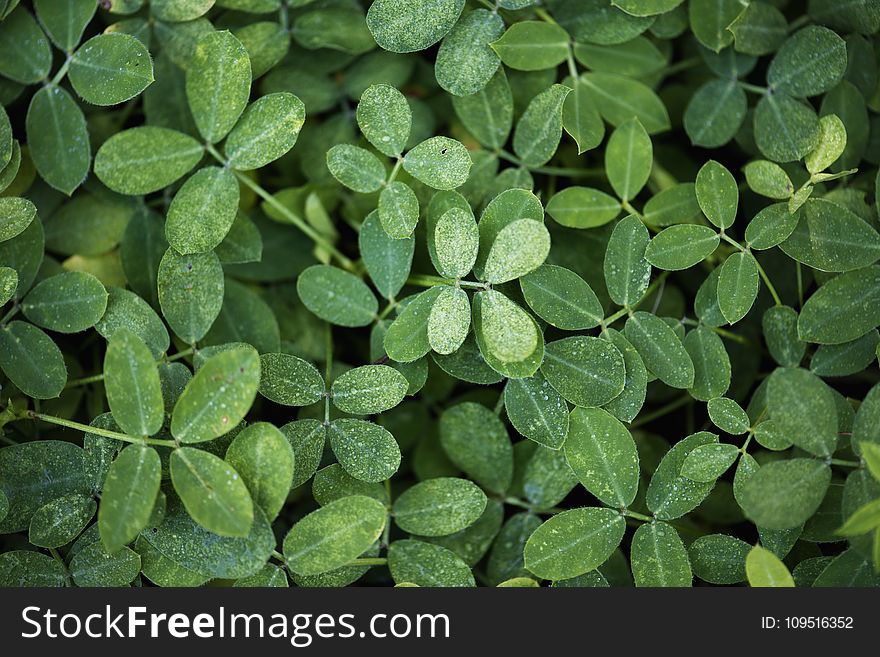 Photo of Green Leaf Plants