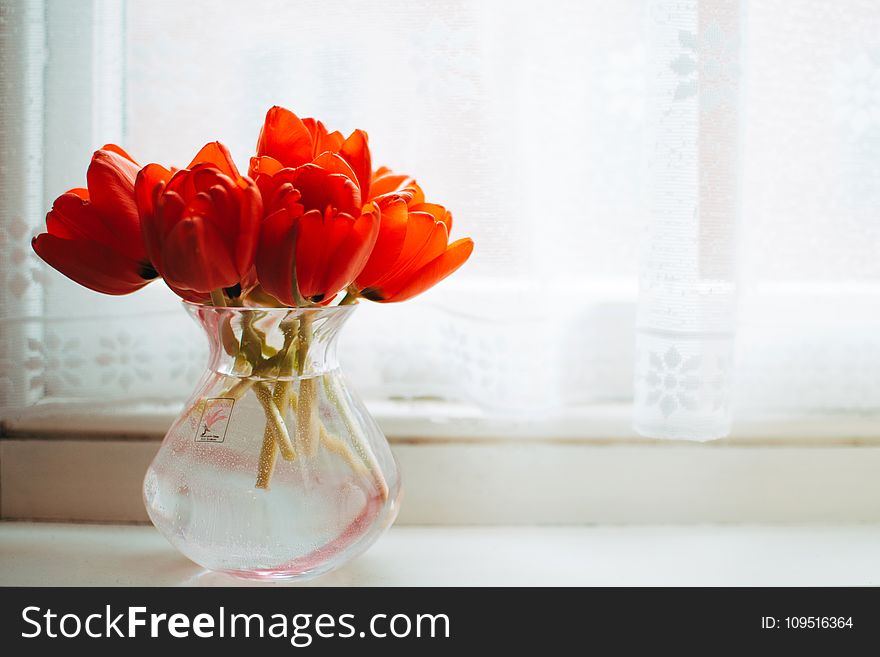 Red Tulips In Clear Glass Vase With Water Centerpiece Near White Curtain