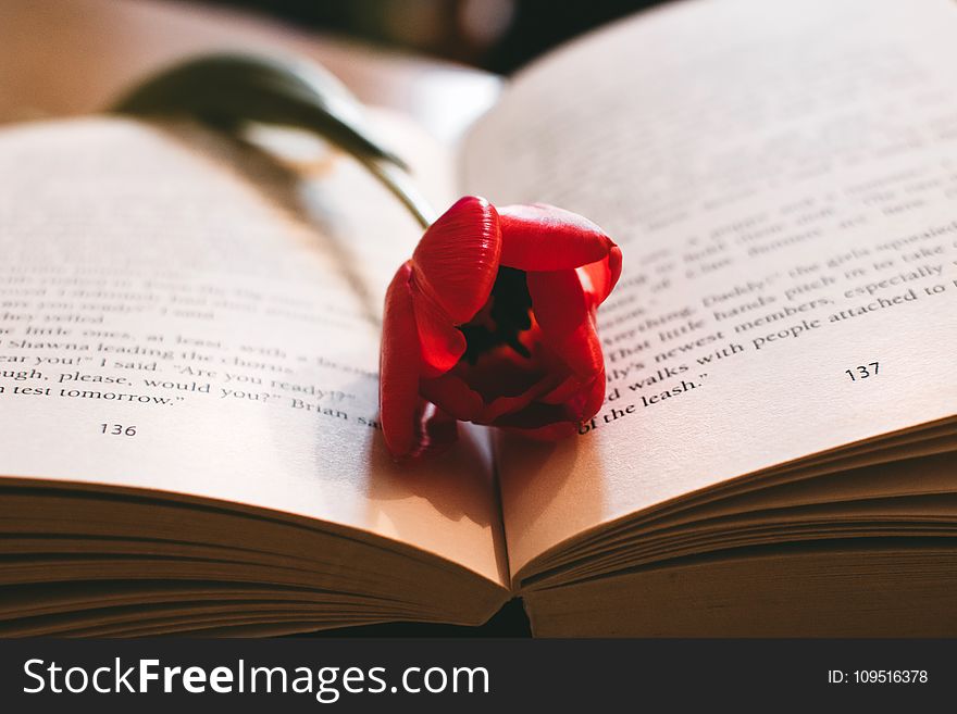 Red Petaled Flower Between the Book Page
