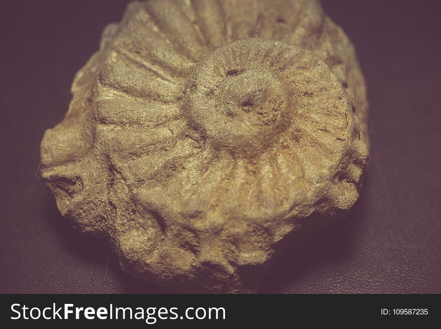 Ancient shell macro, fossilized seashell as grunge background. Ancient shell macro, fossilized seashell as grunge background.