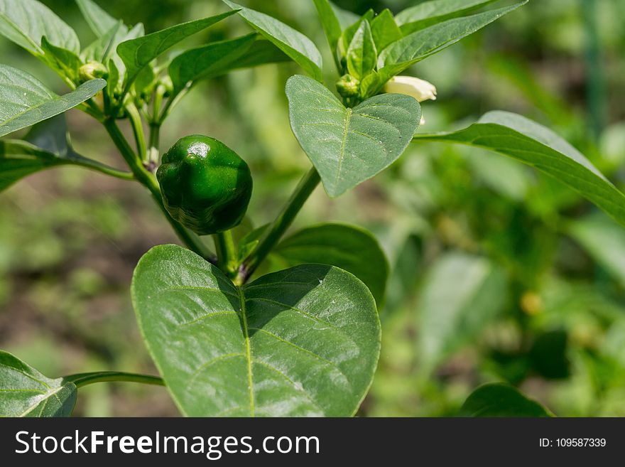 Fresh tasty sweet pepper ripening in the garden. Fresh tasty sweet pepper ripening in the garden.