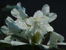 Macro Photo With Decorative Background Texture Of Beautiful Delicate Flowers On A Branch Of A Shrub Of A Rhododendron Stock Photo Macro Photo With Decorative Background Texture Of Beautiful Delicate Flowers On A Branch Of A Shrub Of A Rhododendron Stock Photo