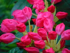 Macro Photo With Decorative Background Texture Of Beautiful Delicate Flowers On A Branch Of A Shrub Of A Rhododendron Stock Photography Macro Photo With Decorative Background Texture Of Beautiful Delicate Flowers On A Branch Of A Shrub Of A Rhododendron Stock Photography