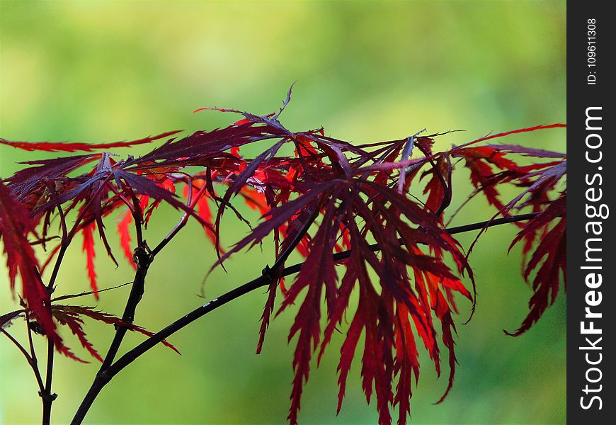 Macro Photo With Decorative Background Texture Of Beautiful Branches With Red Leaves Of Maple Tree