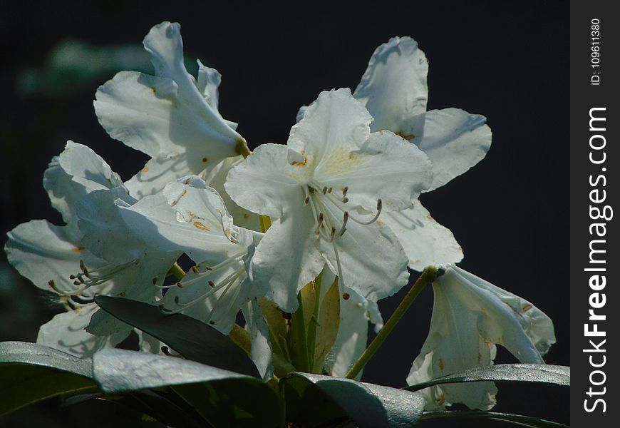Macro photo with decorative background texture of beautiful delicate flowers on a branch of a shrub of a rhododendron