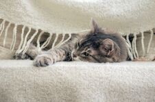 A Grey Cat Under Blanket On A Bed Stock Images