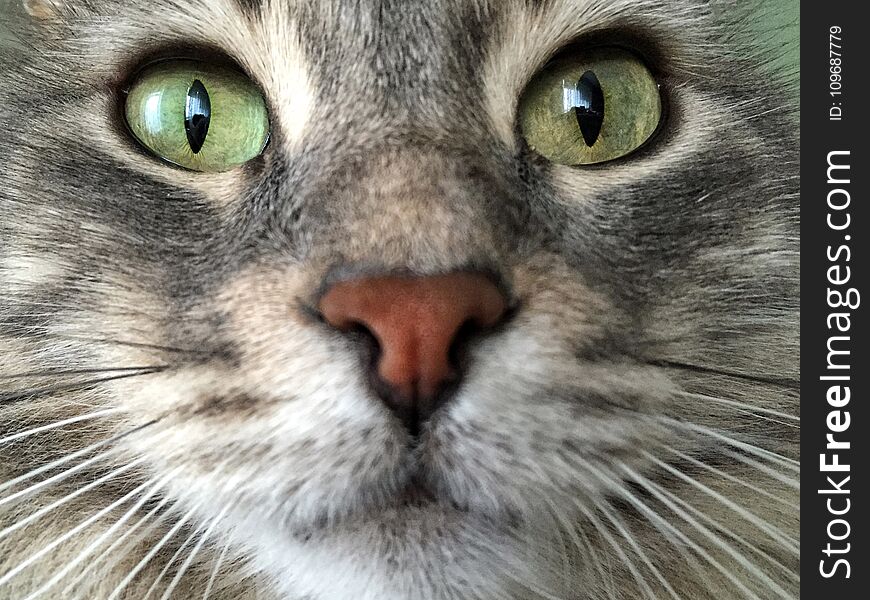 Closeup Face Of A Cat