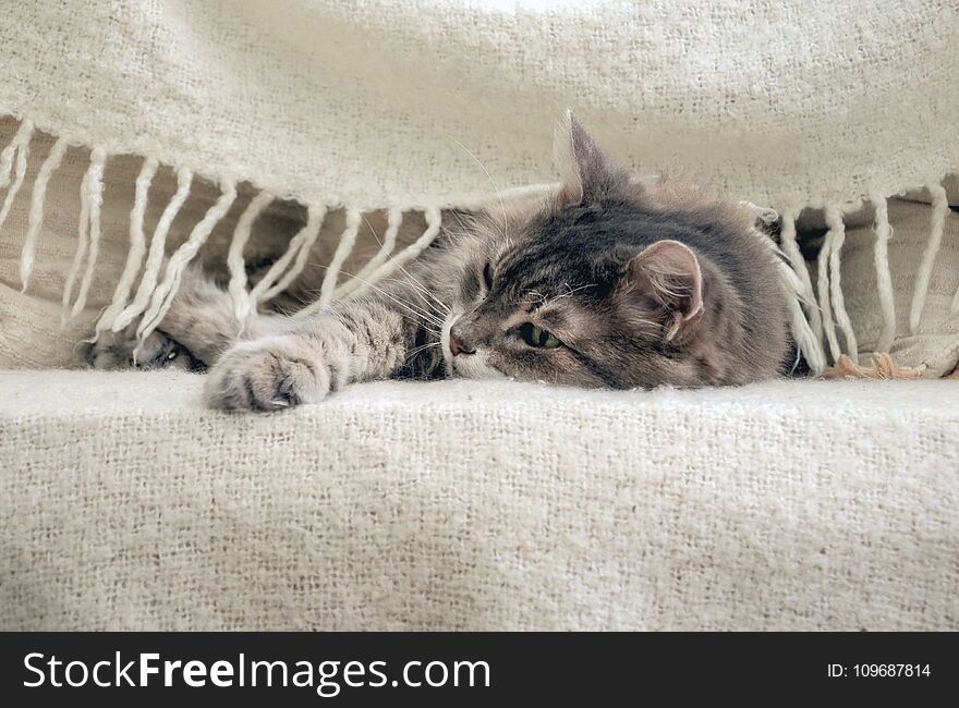 A grey cat under blanket on a bed