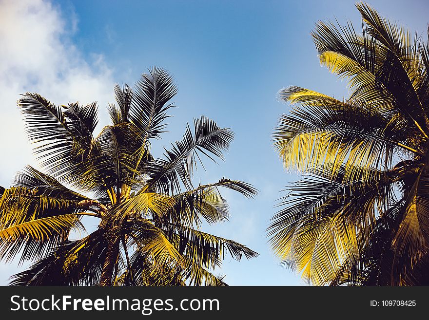 Clear Blue Sky over Two Coconut Trees