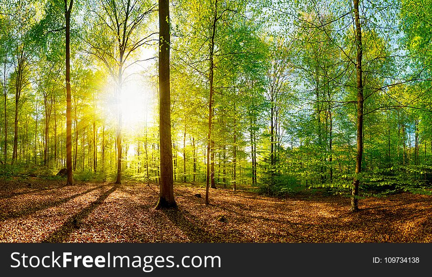 Forest In Spring With Bright Sun