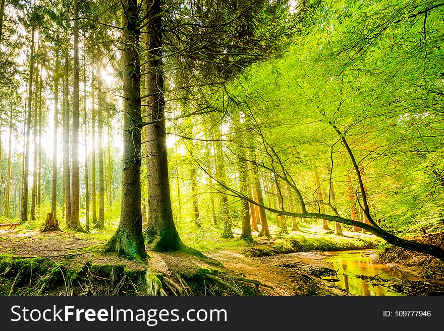 Beautiful Forest In Bright Sunshine