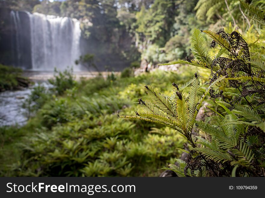 Lush Ferns With Waterfall In Background