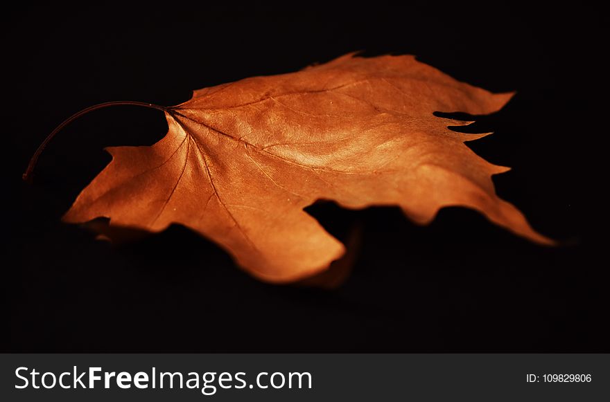 Leaf, Macro Photography, Maple Leaf, Close Up