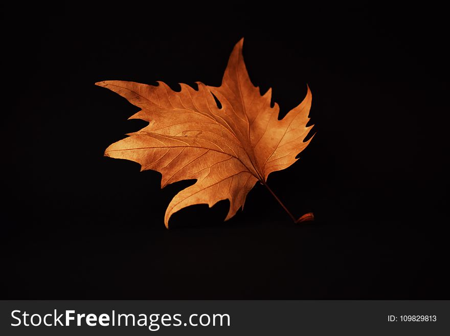 Leaf, Maple Leaf, Plant, Computer Wallpaper