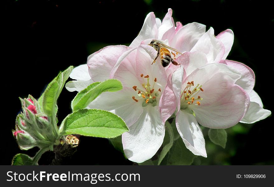 Flower, Blossom, Insect, Flora