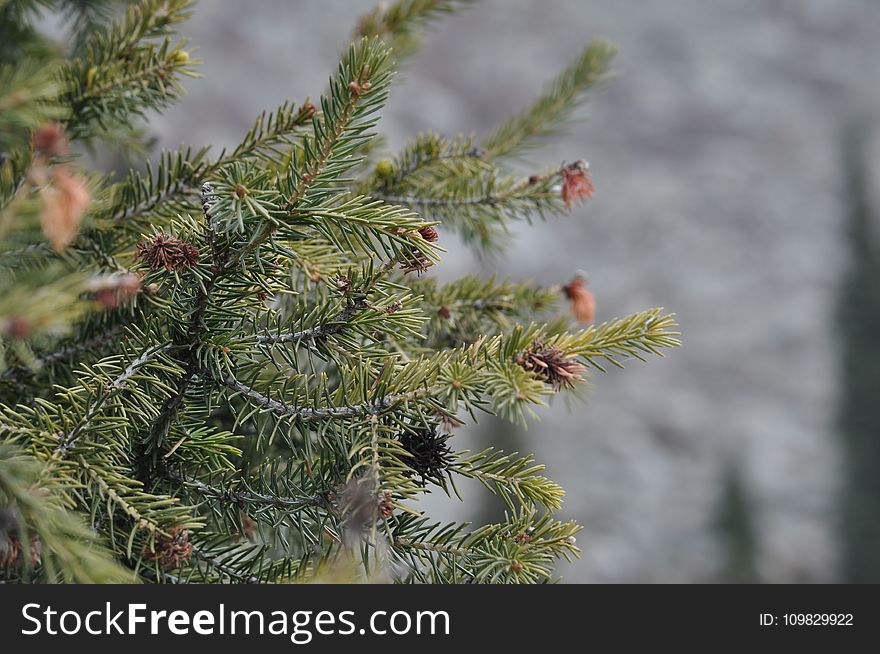 Tree, Spruce, Pine Family, Vegetation