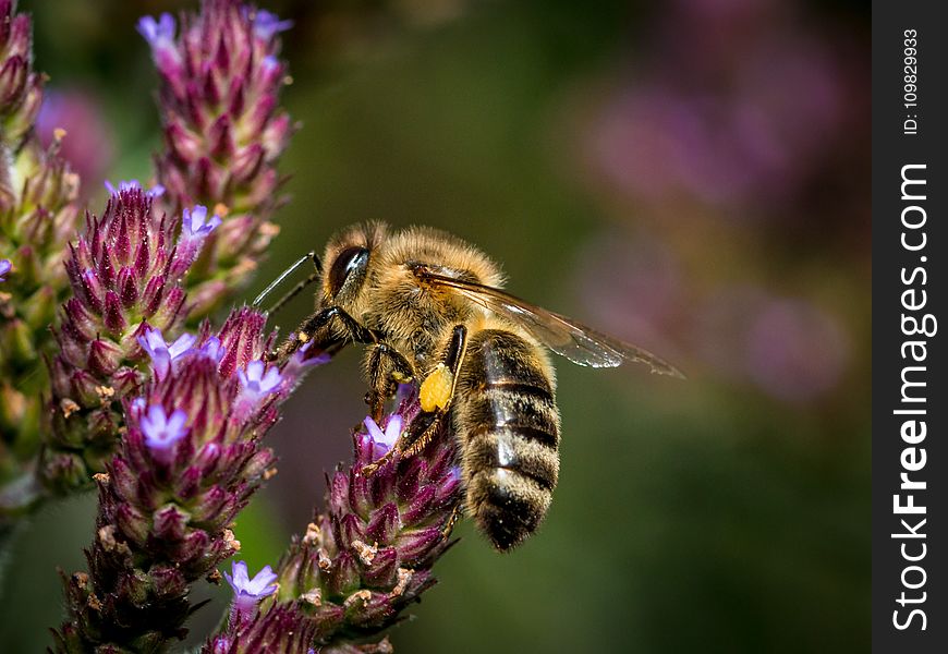 Honey Bee, Bee, Insect, Nectar