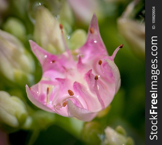 Flower, Flora, Pink, Plant