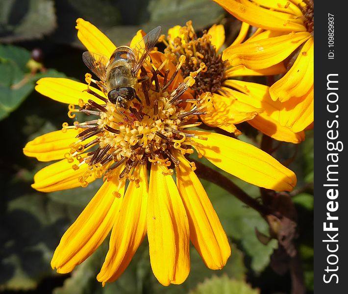 Flower, Honey Bee, Bee, Yellow