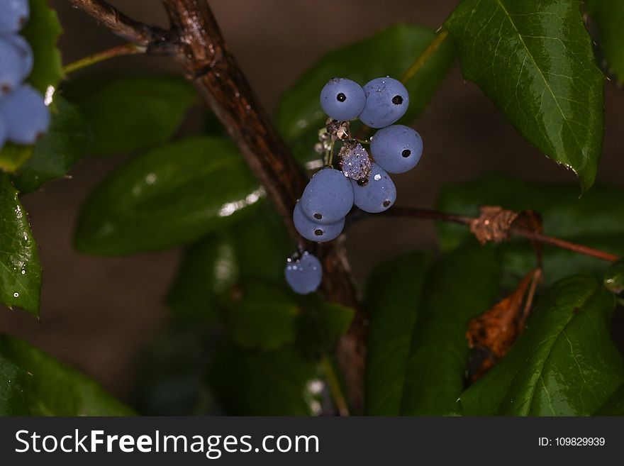 Leaf, Flora, Close Up, Huckleberry